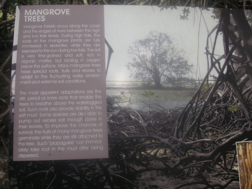 Mangrove explaination