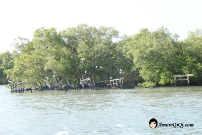 Tanjung-Piandang (33)
